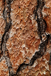 木质纹理 大型松树风格木头植物材料树干墙纸木板森林窗饰装饰品图片