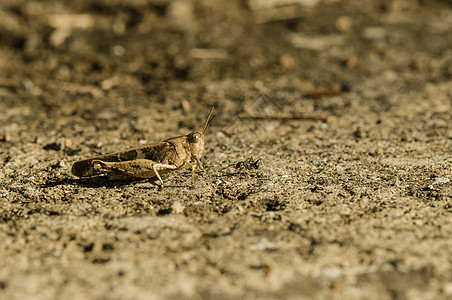 布朗板球迷彩服蟋蟀棕色野生动物天线宏观动物昆虫模仿地面直翅目图片