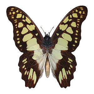 燕尾蝴蝶昆虫季节双核翅膀鳞翅目动物野生动物图片