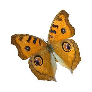草甸阿格斯蝴蝶飞行插图昆虫白色动物翅膀动物群图片