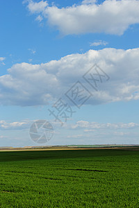 蓝云天空下的小麦田蓝色谷物生长农业农场草地天空土地植物季节图片