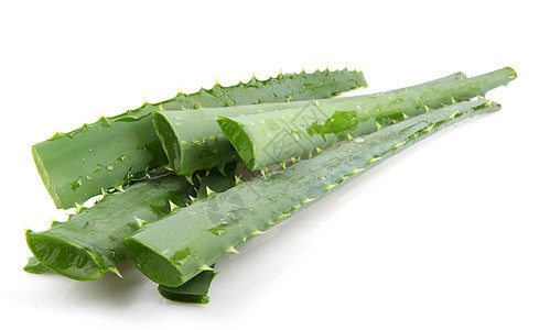 白上隔离的 Aloe vera 植物草本植物生长药品护理宏观果汁皮肤叶子化妆品愈合图片