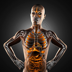射线摄影扫描仪生物学保健医院成人手术扫描躯干男性外科解剖学图片