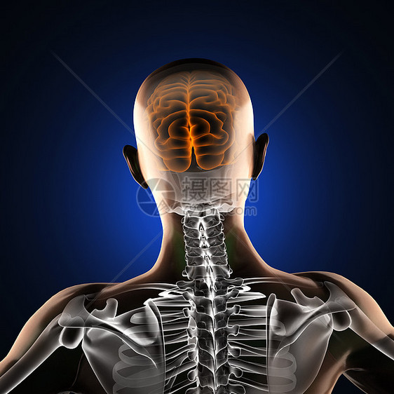 人类脑放射摄影扫描科学骨骼男性身体放射科诊断男人器官颅骨谐振图片