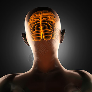 人类脑放射摄影扫描插图药品放射科生物学医疗身体颅骨科学诊断谐振图片