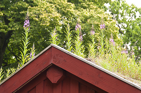 瑞典的房屋建筑生态绿色木屋构图红色木材建筑学绿化屋顶背景图片