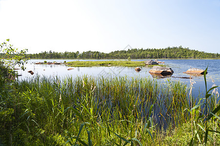 瑞典Asnen湖森林旅行荒野牧歌景观自然保护区沼泽树木图片