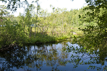 瑞典Asnen湖自然保护区荒野沼泽树木牧歌景观旅行森林图片