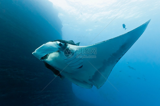 曼塔动物群野生动物蓝色射线海洋蝠鲼海洋生物图片