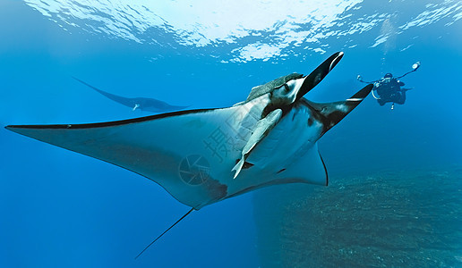 曼塔潜水海洋生物潜水员海洋动物群蓝色射线野生动物动物摄影师图片