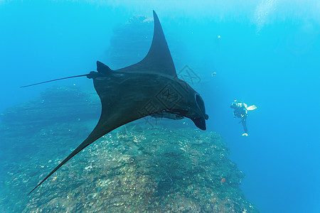 曼塔潜水蓝色射线海洋海洋生物动物摄影师潜水员动物群野生动物图片