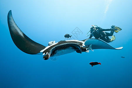 曼塔野生动物潜水动物海洋生物海洋潜水员射线动物群蓝色图片