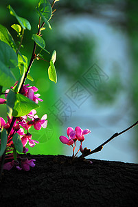 春天时春树开花花朵叶子阳光绿色植物树叶粉色图片