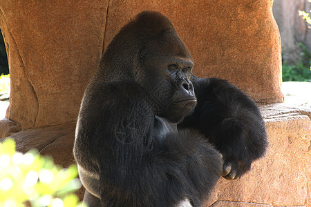 大猩猩动物园公园毛皮丛林生物生活哺乳动物森林银背野生动物图片