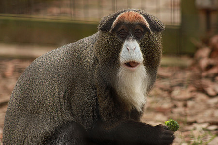 圭农胡子大猩猩濒危黑色野生动物丛林荒野力量动物盖农图片