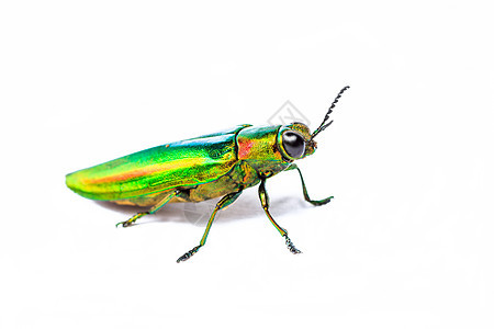 金属木钢甲甲虫野生动物动物群扁形蝶翅目珠宝科学亚科鲵科宝石鞘翅目图片