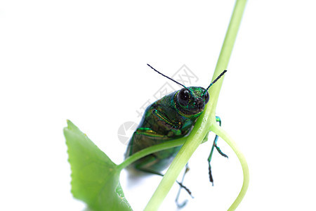 金属木钢甲甲虫动物科学亚科生物学宝石昆虫学鲵科漏洞珠宝鞘翅目图片