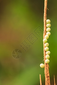 臭虫蛋昆虫叶子团体白色绿色黄色孵化鳞翅目胶囊性别图片