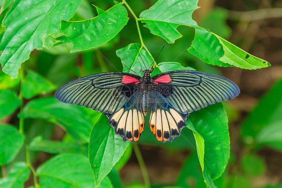叶子上的蝴蝶昆虫飞虫绿色娱乐鳞翅目背景触角衬套树枝温室图片