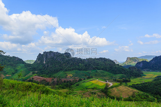 夏季风景薄雾公园叶子收成森林草地季节松树农场种植园图片