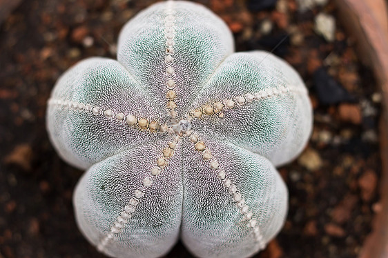 植物仙人掌效果薰衣草色花瓣背景金子花朵纹理蓝色水平黄色图片