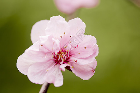 粉红莉莉花园艺宏观灯丝活力脆弱性花瓣百合植物学植物兰花图片