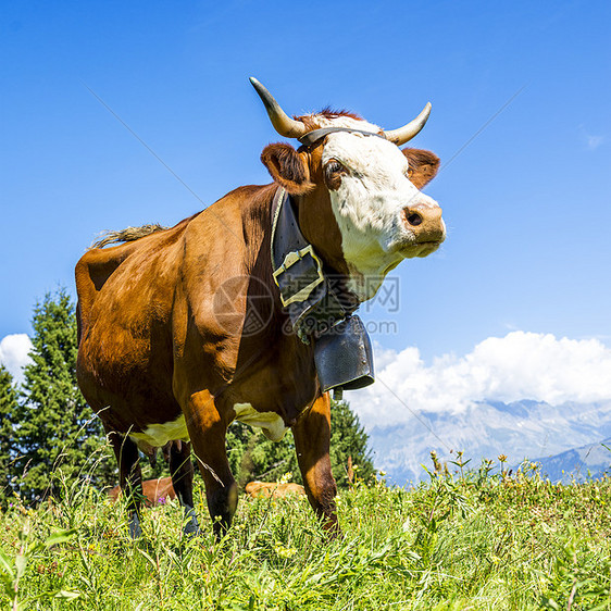阿尔卑山牛小木屋农业小牛哺乳动物头发绿色女性动物农场反刍动物图片