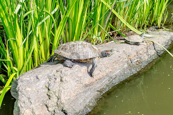 海龟在岩石上 纽约中央公园爬虫池塘龟池日光浴动物乌龟森林环境两栖城市图片
