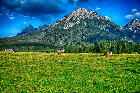 多洛米特人 夏季 意大利阿尔卑斯山的美丽风景岩石圆柱体公园场景高山森林木头季节蓝色牧场图片