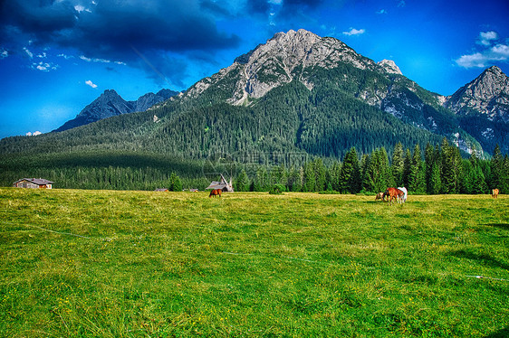 多洛米特人 夏季 意大利阿尔卑斯山的美丽风景岩石圆柱体公园场景高山森林木头季节蓝色牧场图片