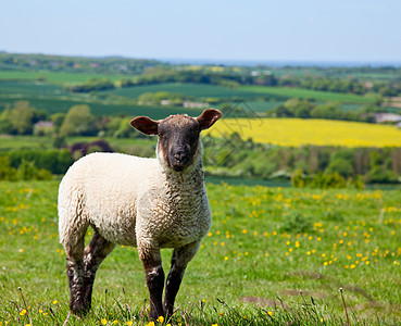 羔羊农业农村畜牧业草地农田牧场白色农场羊肉场景图片