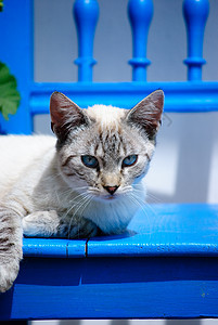 小猫动物条纹白色猫科动物哺乳动物蓝色眼睛椅子宠物图片