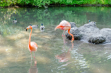色彩多彩的火烈鸟洗澡动物团体野生动物荒野飞溅情调池塘动物园生物学动物群图片