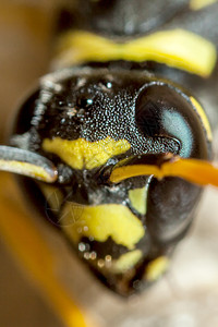 多穆拉顶点马蹄微距眼睛野生动物触角宏观天线昆虫纸黄蜂图片
