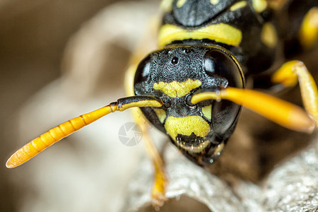 多穆拉顶点眼睛野生动物天线触角宏观昆虫马蹄纸黄蜂图片