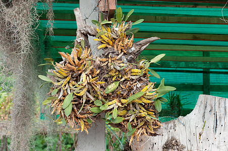 绿色绿竹植物叶子兰花图片