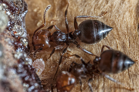鸡尾Ant野生动物酒蚁花园极端园艺微距宏观焚化炉蚂蚁昆虫学图片