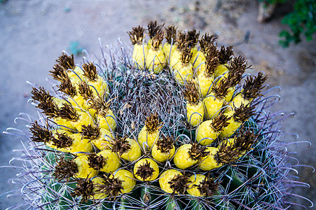 黄花仙人掌花朵绿色沙漠肉质干旱黄色植物背景图片