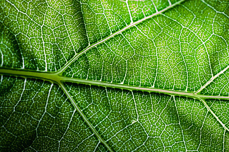 后翻页光合作用植物群宏观墙纸叶绿素静脉细胞植物学叶子树叶图片