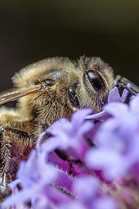 马耳他蜜蜂宏观园艺野生动物花粉花园微距花蜜蜂蜜背景图片