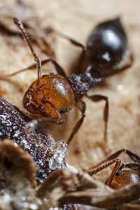 鸡尾Ant昆虫学酒蚁花园极端宏观园艺焚化炉野生动物蚂蚁微距图片