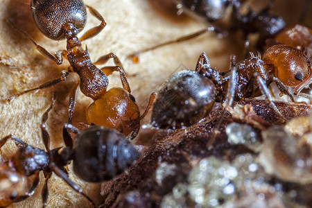 鸡尾Ant园艺焚化炉宏观花园微距昆虫学酒蚁极端野生动物蚂蚁图片