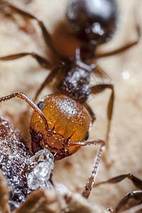 鸡尾Ant极端酒蚁花园园艺宏观昆虫学焚化炉蚂蚁微距野生动物图片