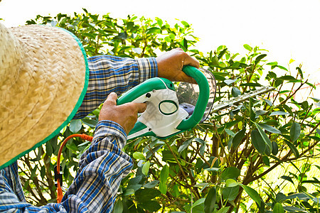 园丁砍伐灌木丛植物修剪衬套花园工人工具男人剪子生长工作图片
