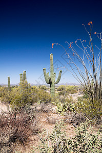 沙漠花干旱花朵灌木丛沙漠绿色植物肉质背景图片