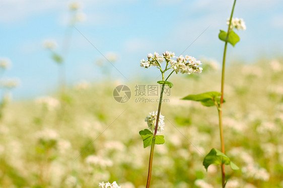 田地上方的巴克热花图片