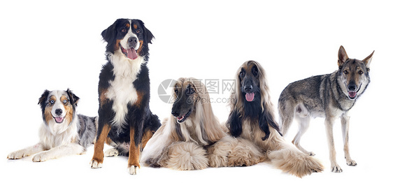 5条5狗狗团体牧羊犬工作室狼狗猎犬犬类图片