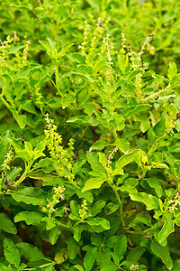 甜植物学花园花粉生长薄荷花瓣蔬菜气味场地幼苗图片