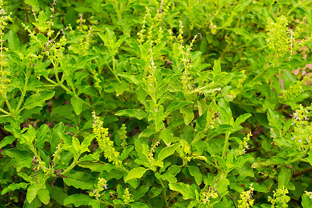 甜植物花园植物学园艺芳香香料草本植物花粉花瓣生态图片