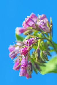 贝因威尔 海尔普弗朗兹紫草螺旋草本蓝色宏观花序植物群荒野康复植物图片